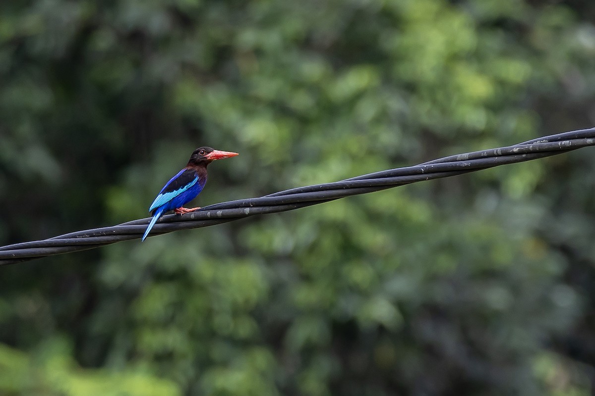 Javan Kingfisher - ML640082944