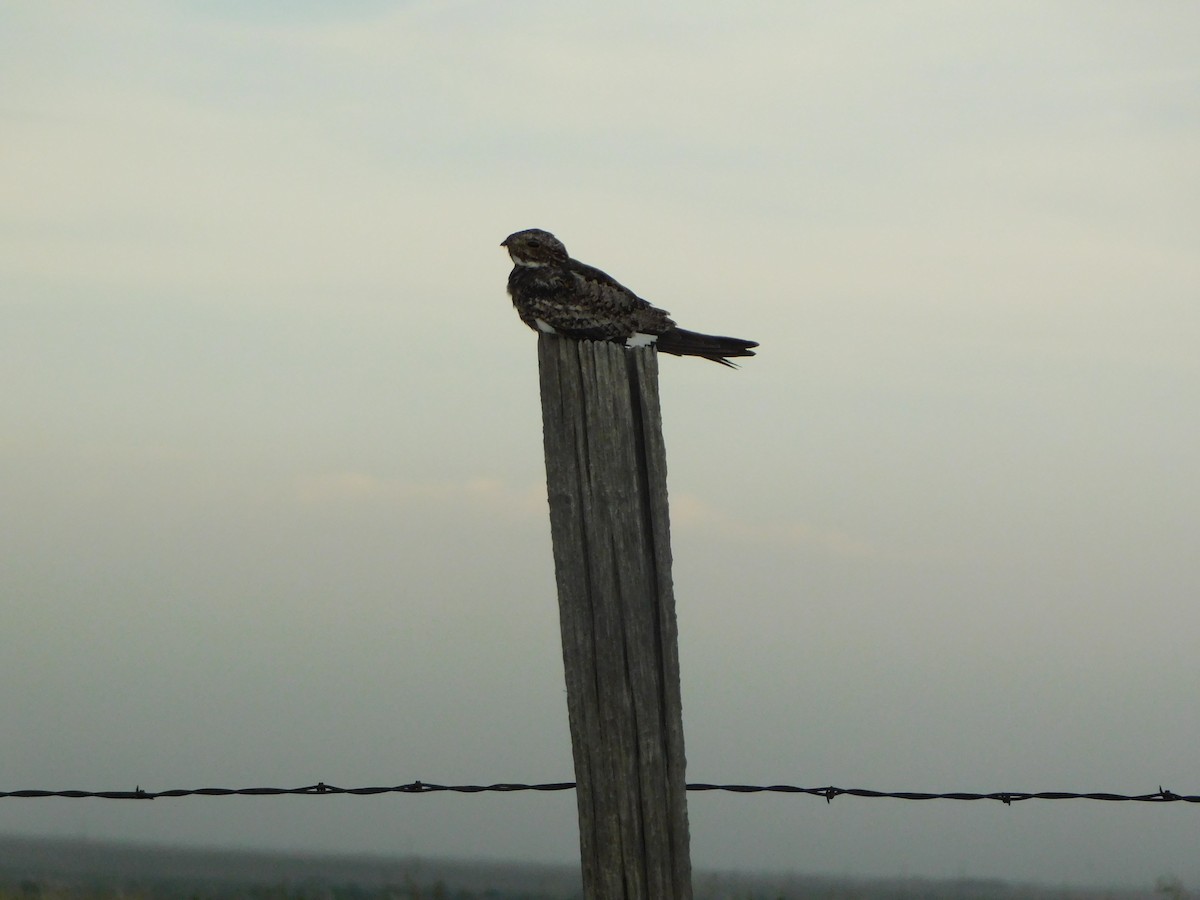 Common Nighthawk - ML640082945