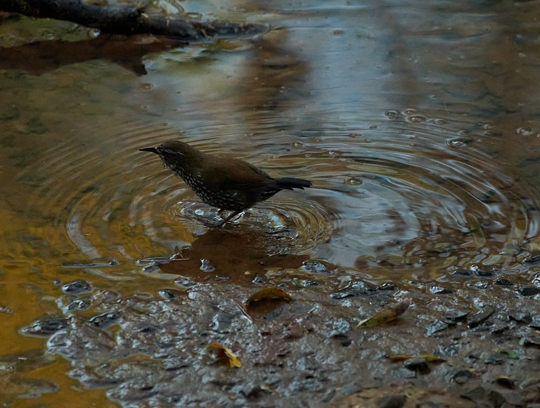 Sharp-tailed Streamcreeper - ML640082948