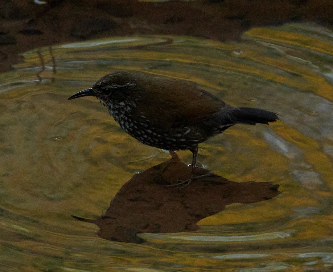 Sharp-tailed Streamcreeper - ML640082949