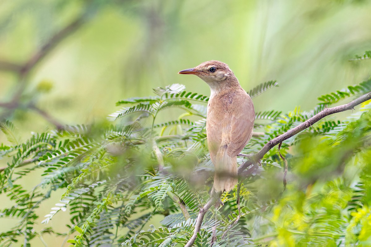 Clamorous Reed Warbler - ML640082967