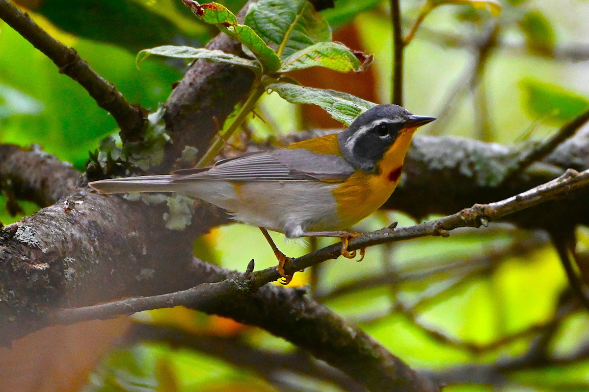 Crescent-chested Warbler - ML640083009