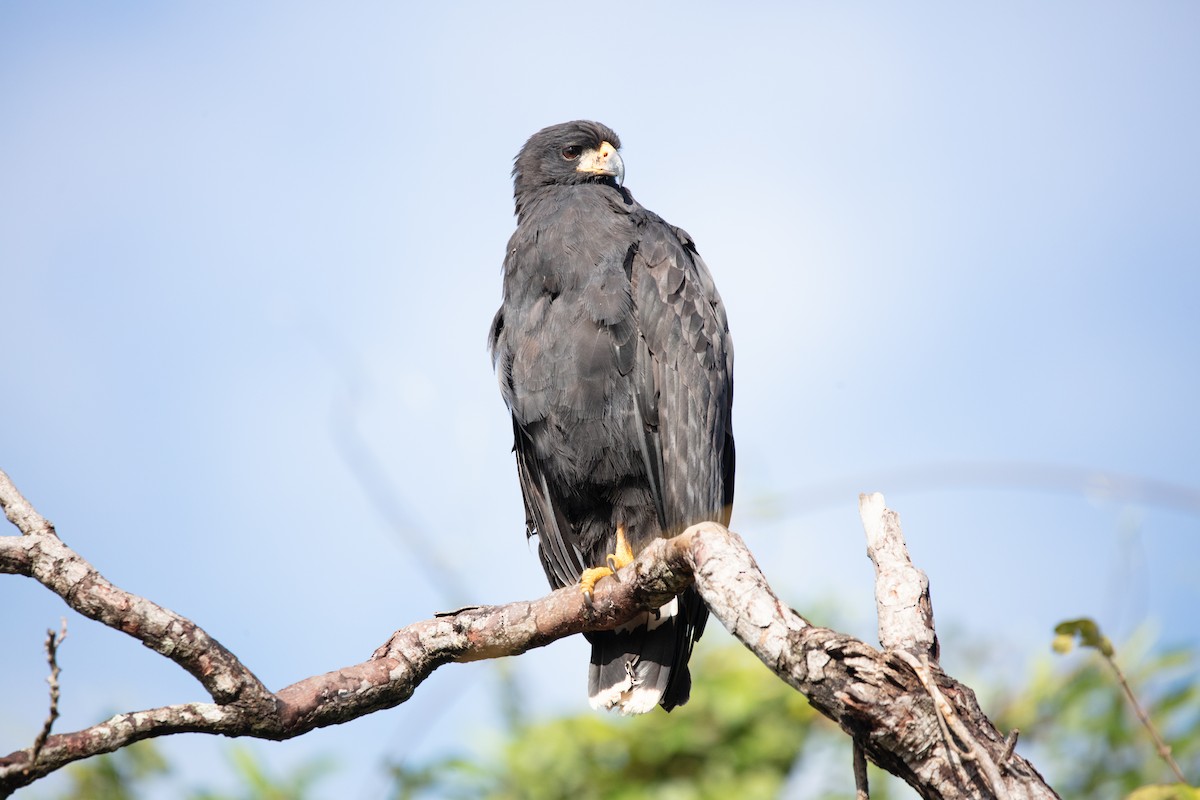 Great Black Hawk - ML640083018