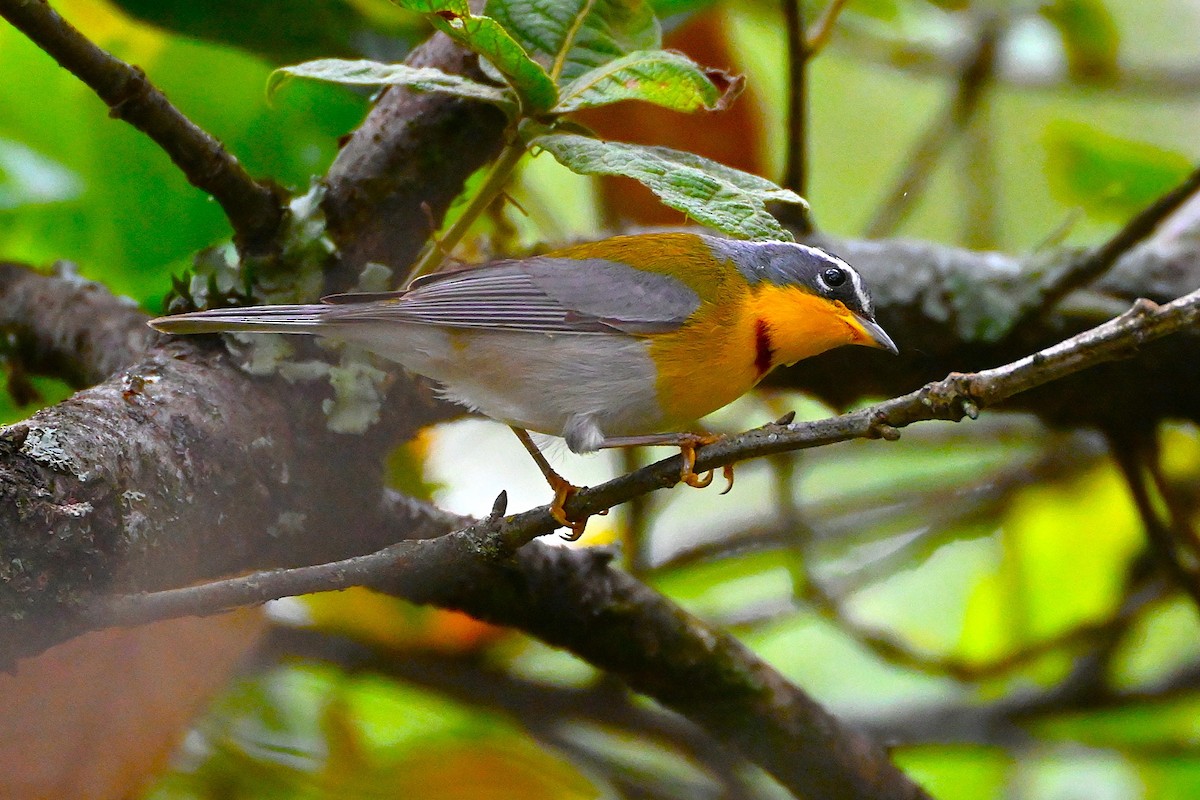 Crescent-chested Warbler - ML640083019
