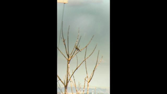 Aplomado Falcon - ML640083047