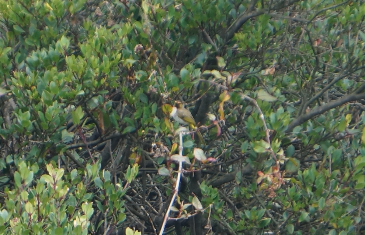 Orange-spotted Bulbul - ML640083055