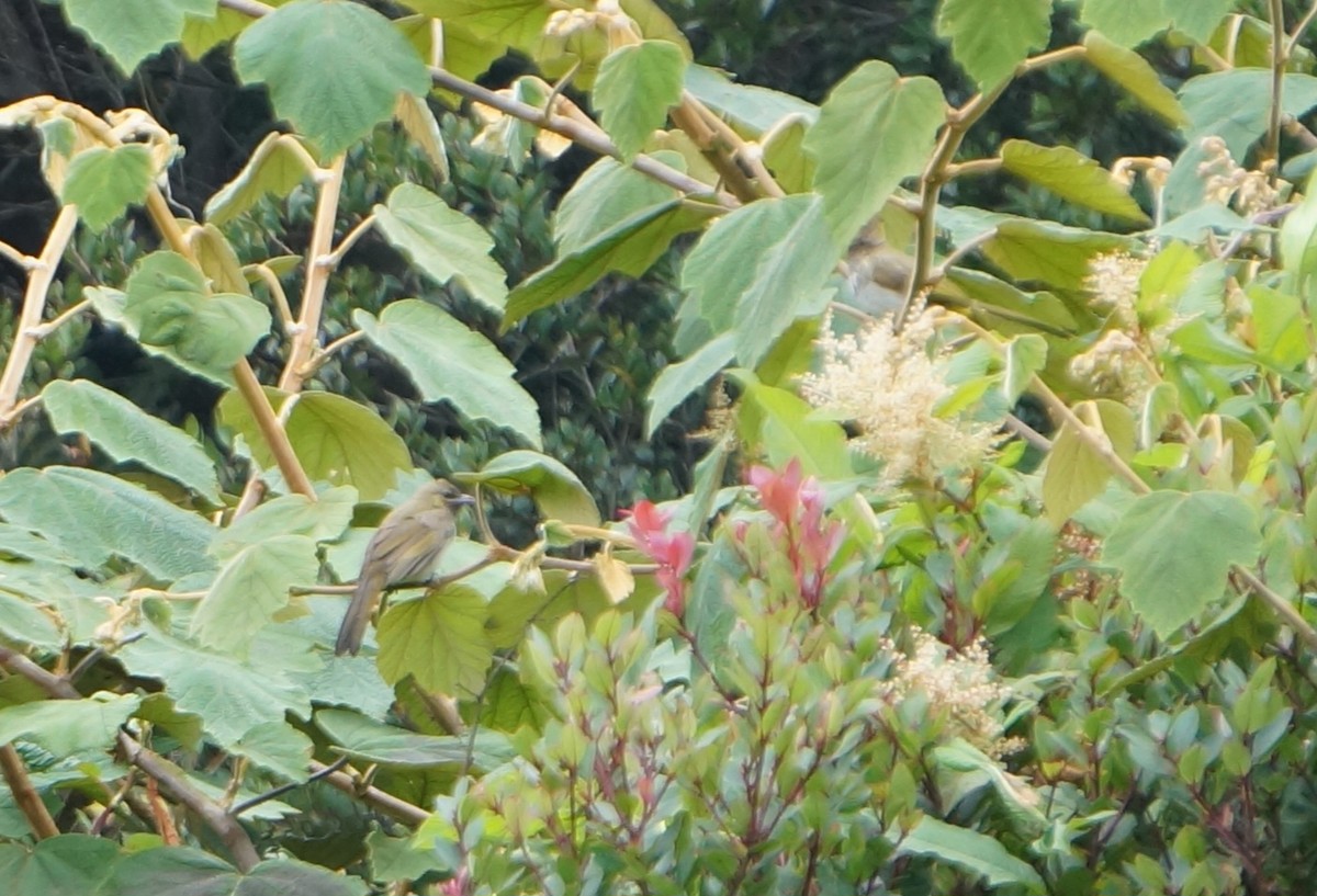 Orange-spotted Bulbul - ML640083056