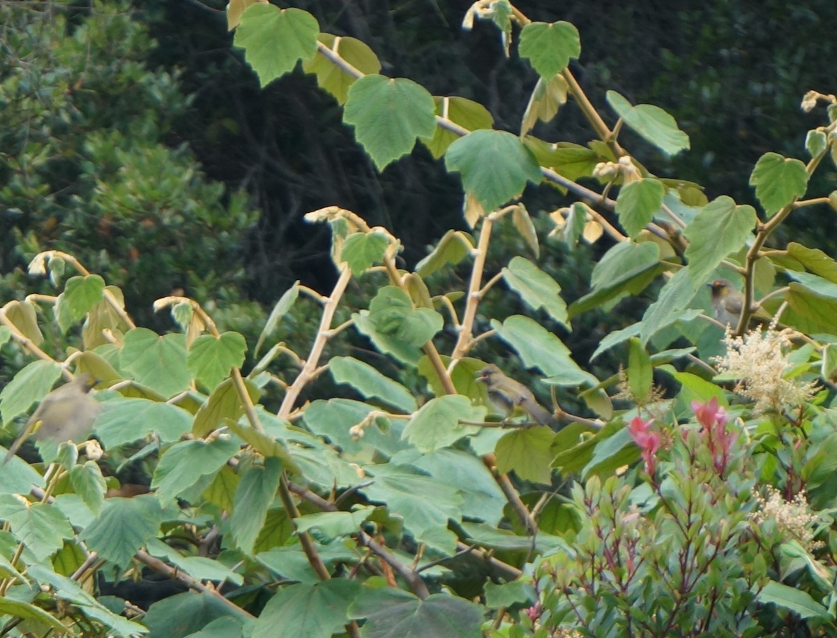 Orange-spotted Bulbul - ML640083057