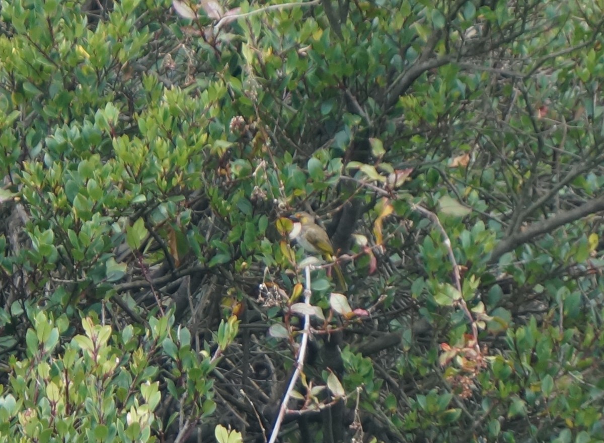 Orange-spotted Bulbul - ML640083058