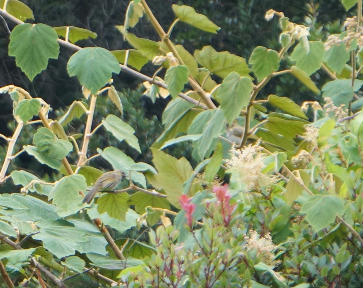 Orange-spotted Bulbul - ML640083059