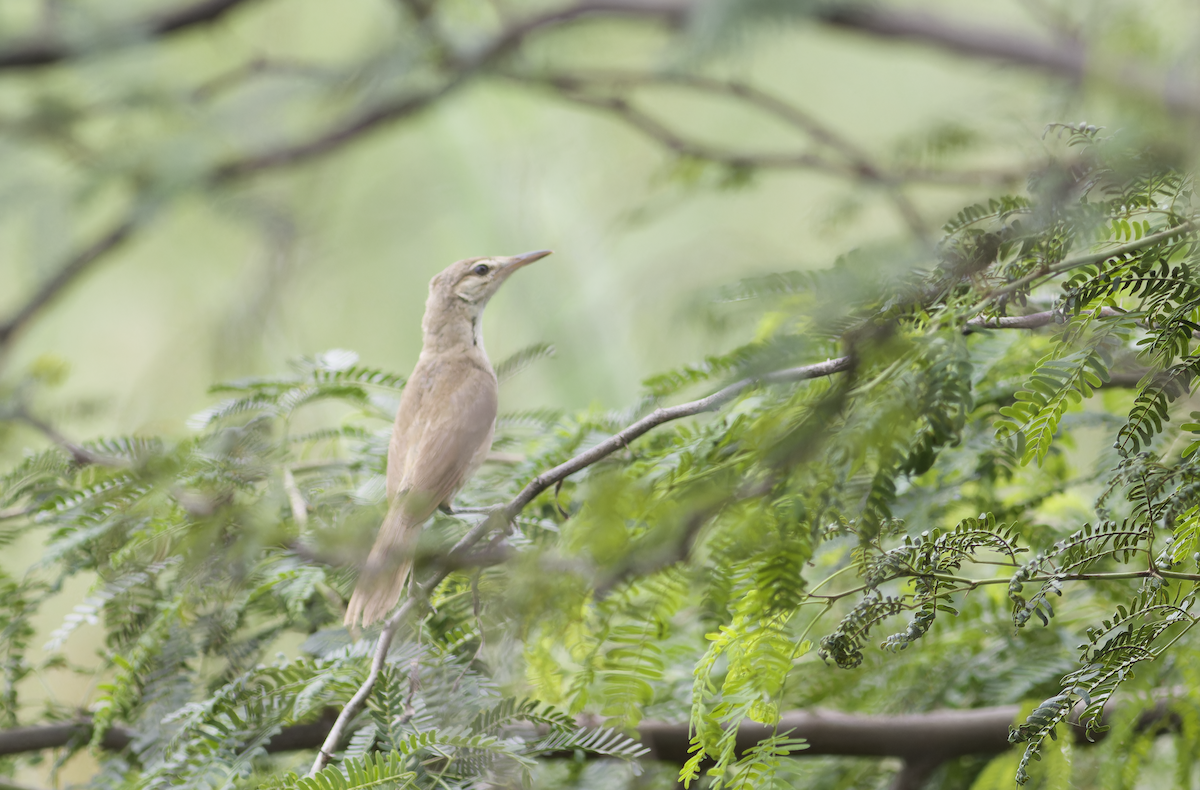 Clamorous Reed Warbler - ML640083065