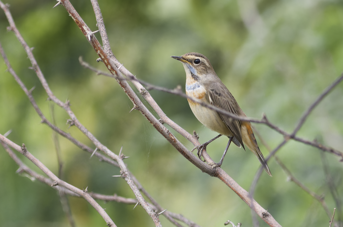 Blaukehlchen - ML640083077
