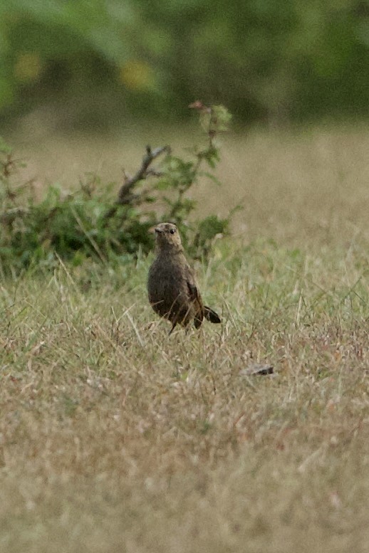 Indian Robin - ML640083083