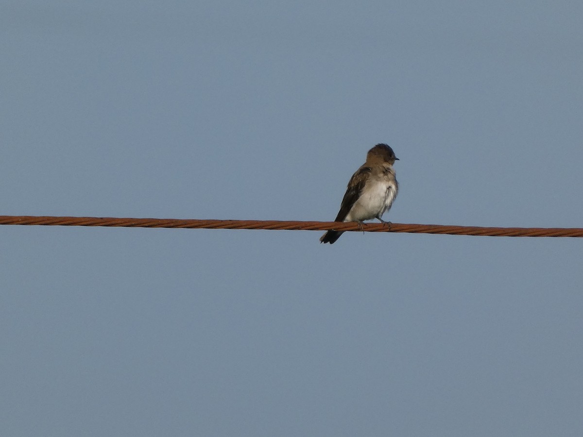 Northern Rough-winged Swallow - ML640083095