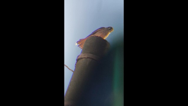 American Kestrel - ML640083096