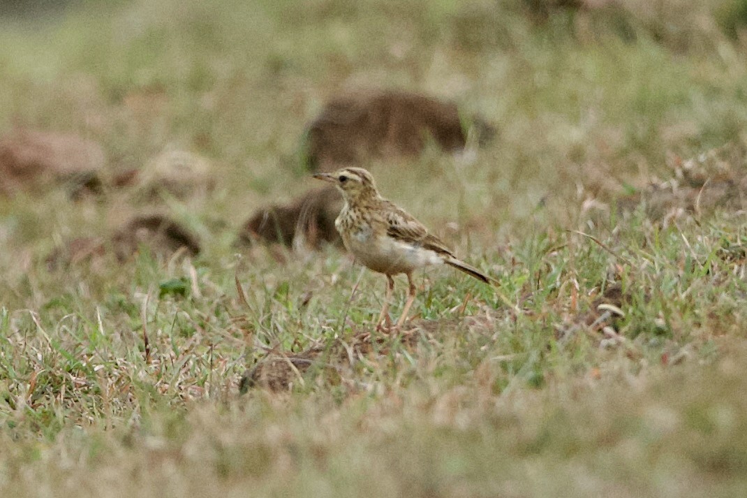 Paddyfield Pipit - ML640083114