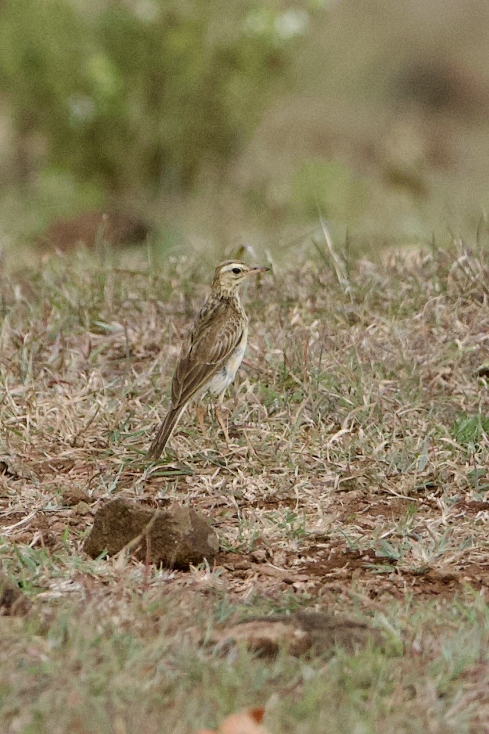 Paddyfield Pipit - ML640083115