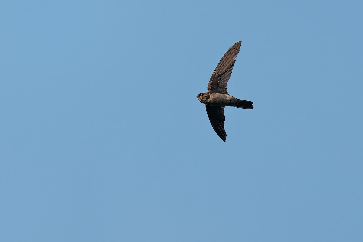 White-nest Swiftlet (Germain's) - ML640083277