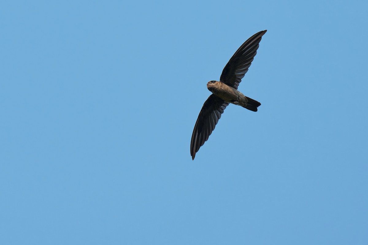 White-nest Swiftlet (Germain's) - ML640083278