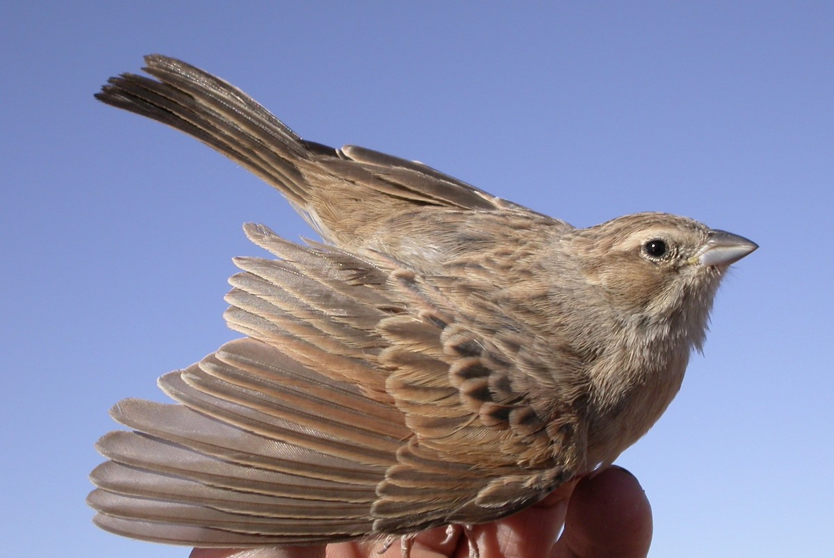Lark-like Bunting - ML640083329