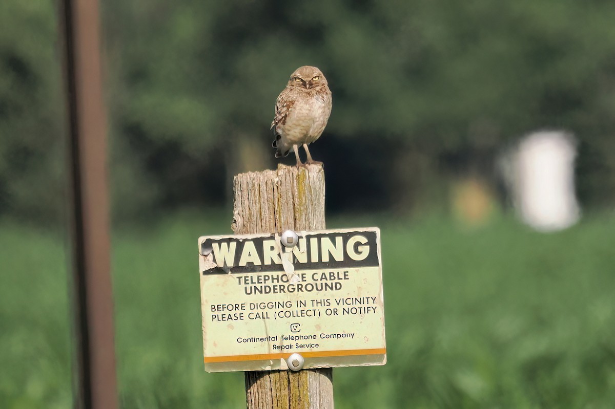 Burrowing Owl - ML640083339