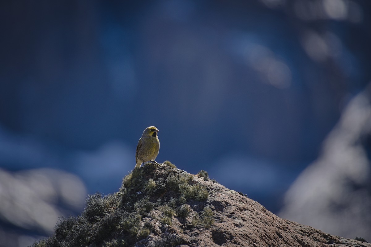 Yellow-bridled Finch - ML640083387