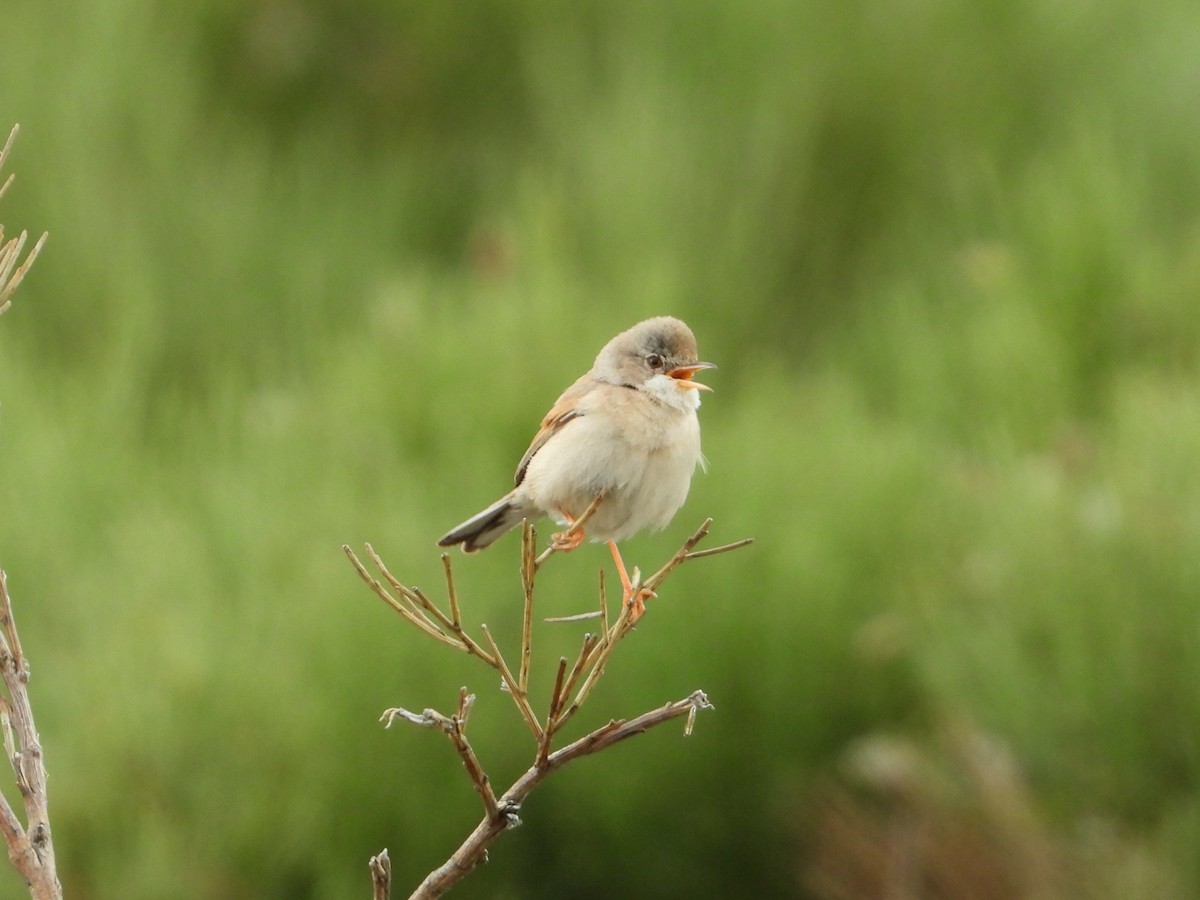 Spectacled Warbler - ML640083460