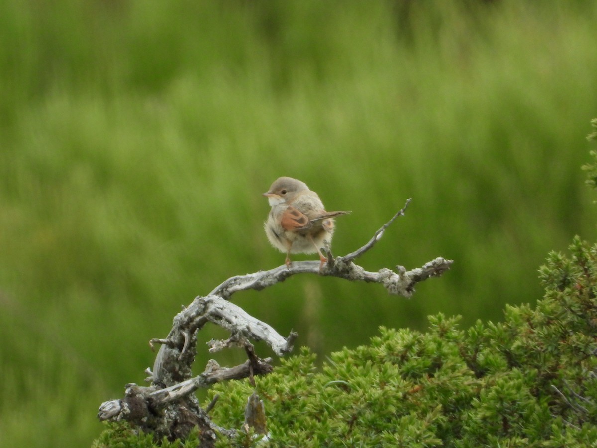 Spectacled Warbler - ML640083467
