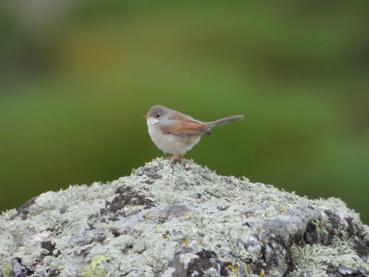 Spectacled Warbler - ML640083474