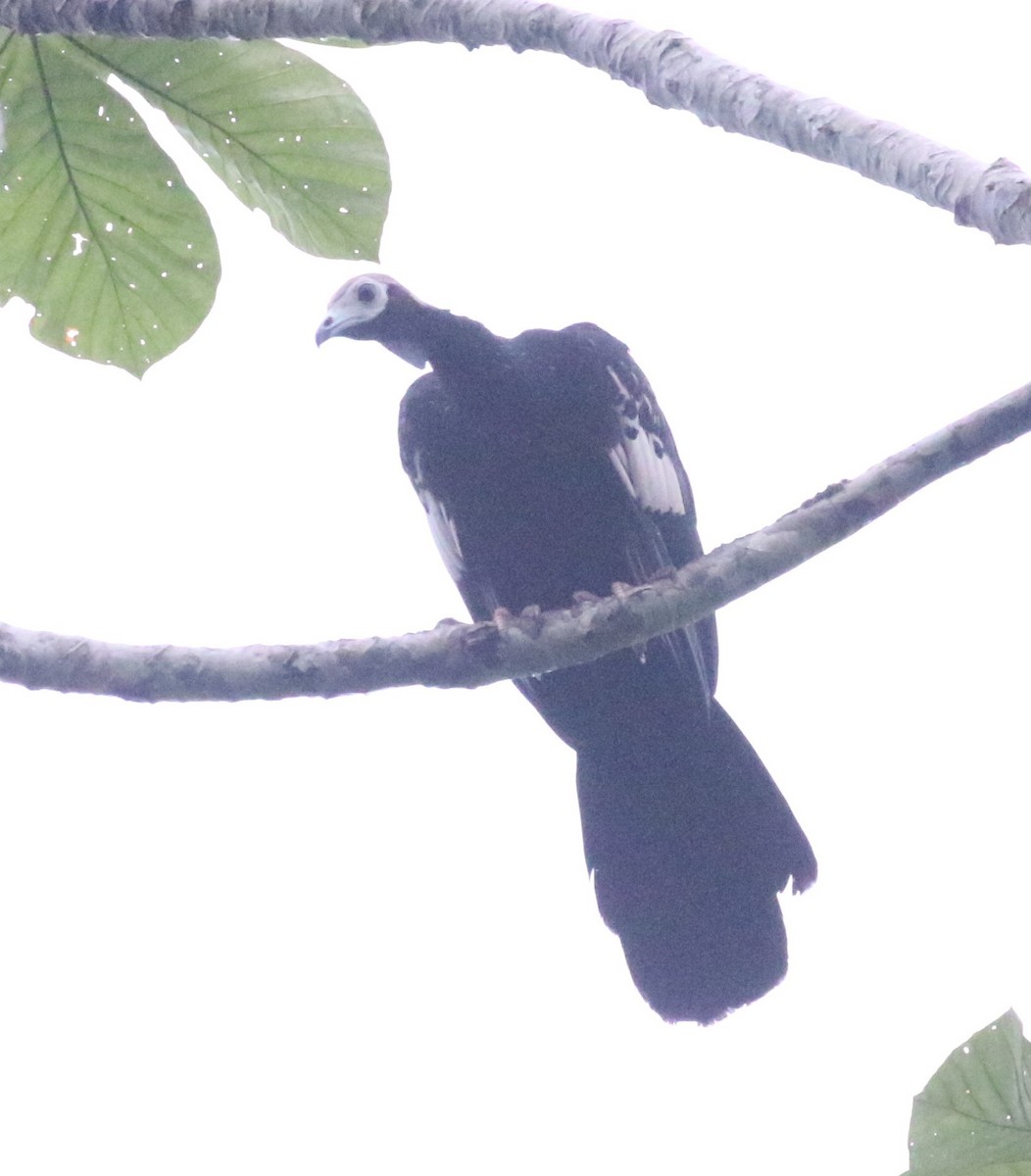 Blue-throated Piping-Guan - ML640083502