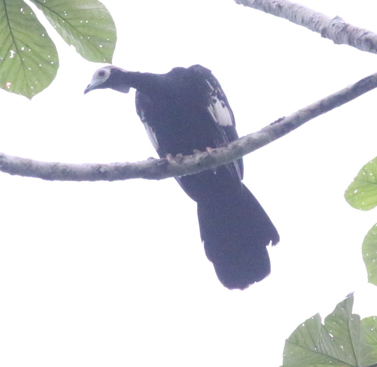 Blue-throated Piping-Guan - ML640083507