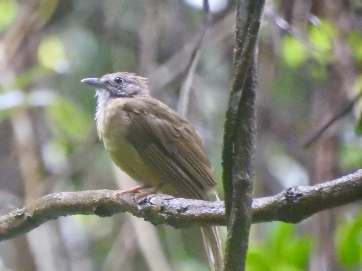 Puff-throated Bulbul - ML640083509