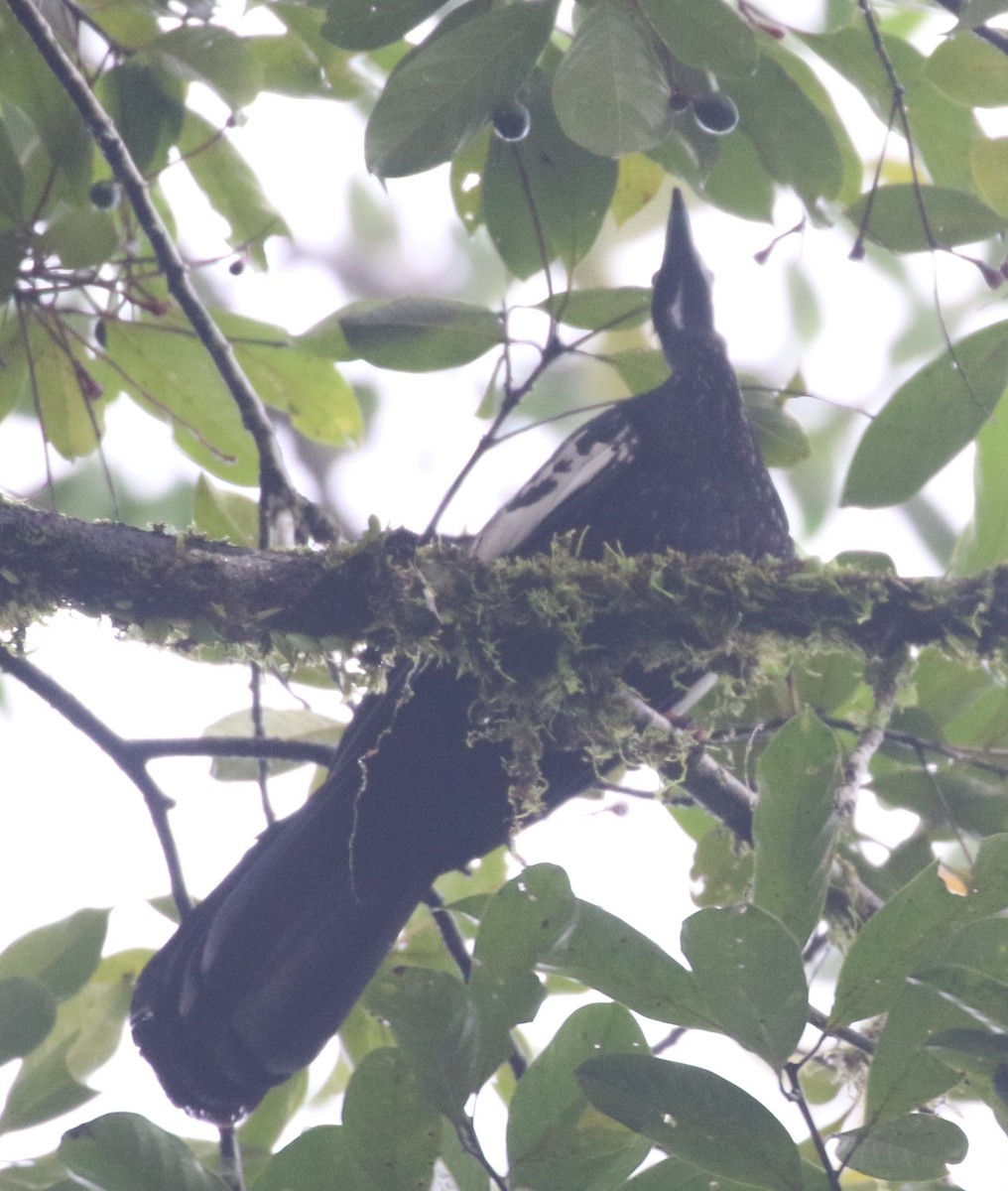 Blue-throated Piping-Guan - ML640083510