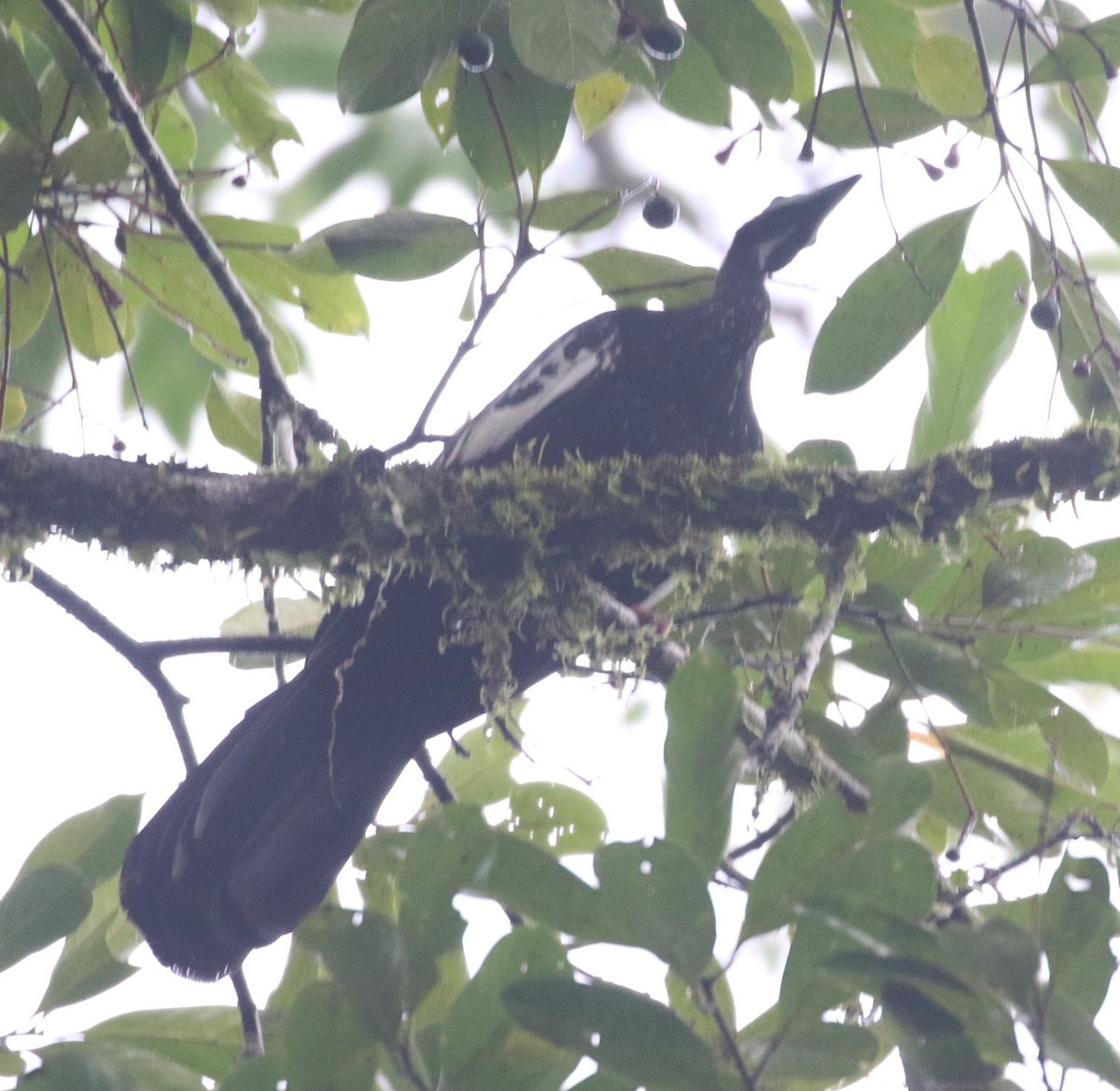 Blue-throated Piping-Guan - ML640083517