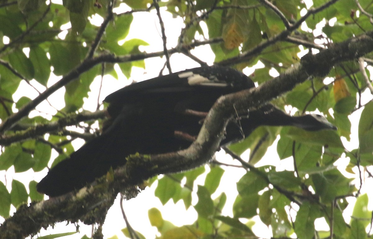 Blue-throated Piping-Guan - ML640083525