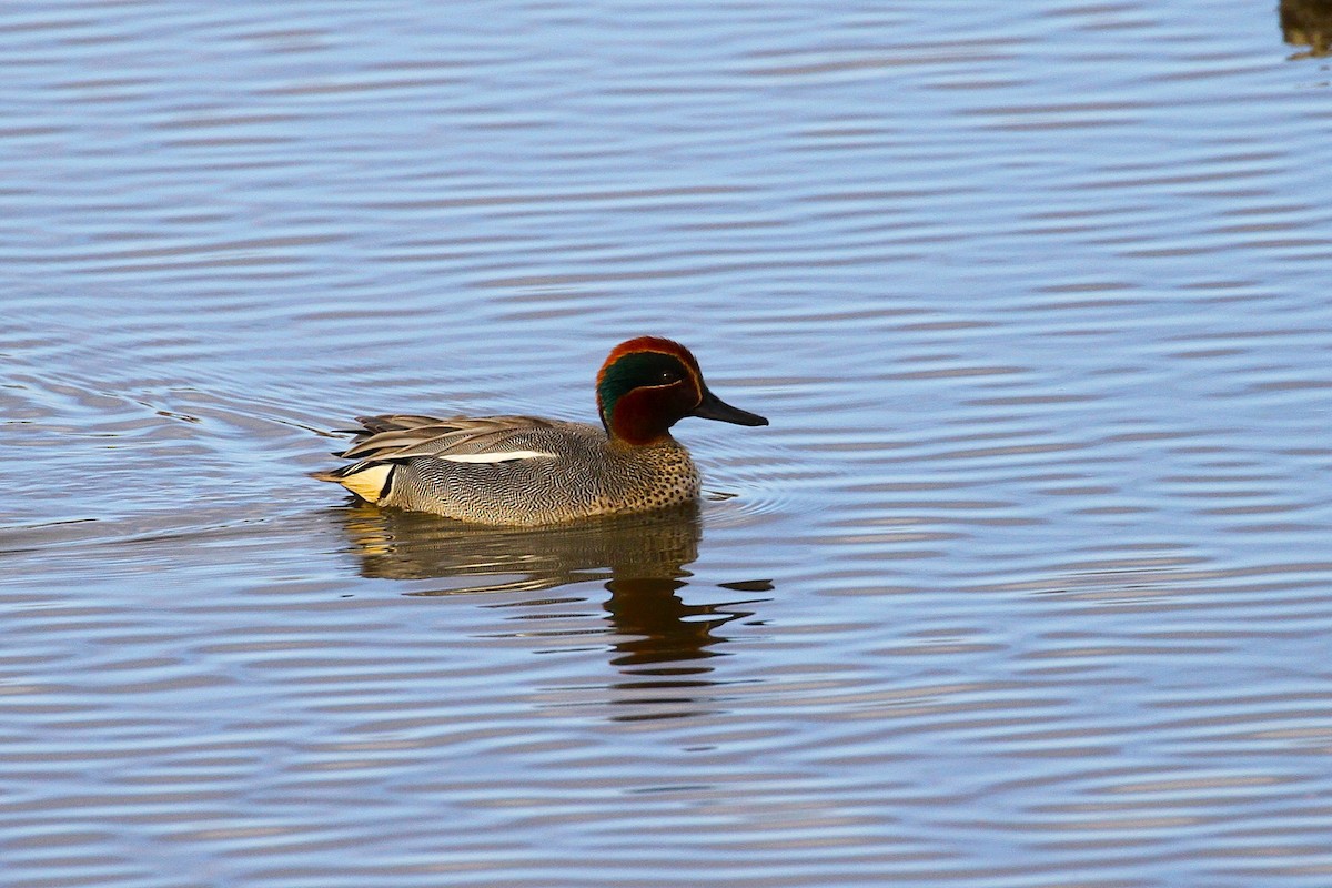 Çamurcun - ML640083528