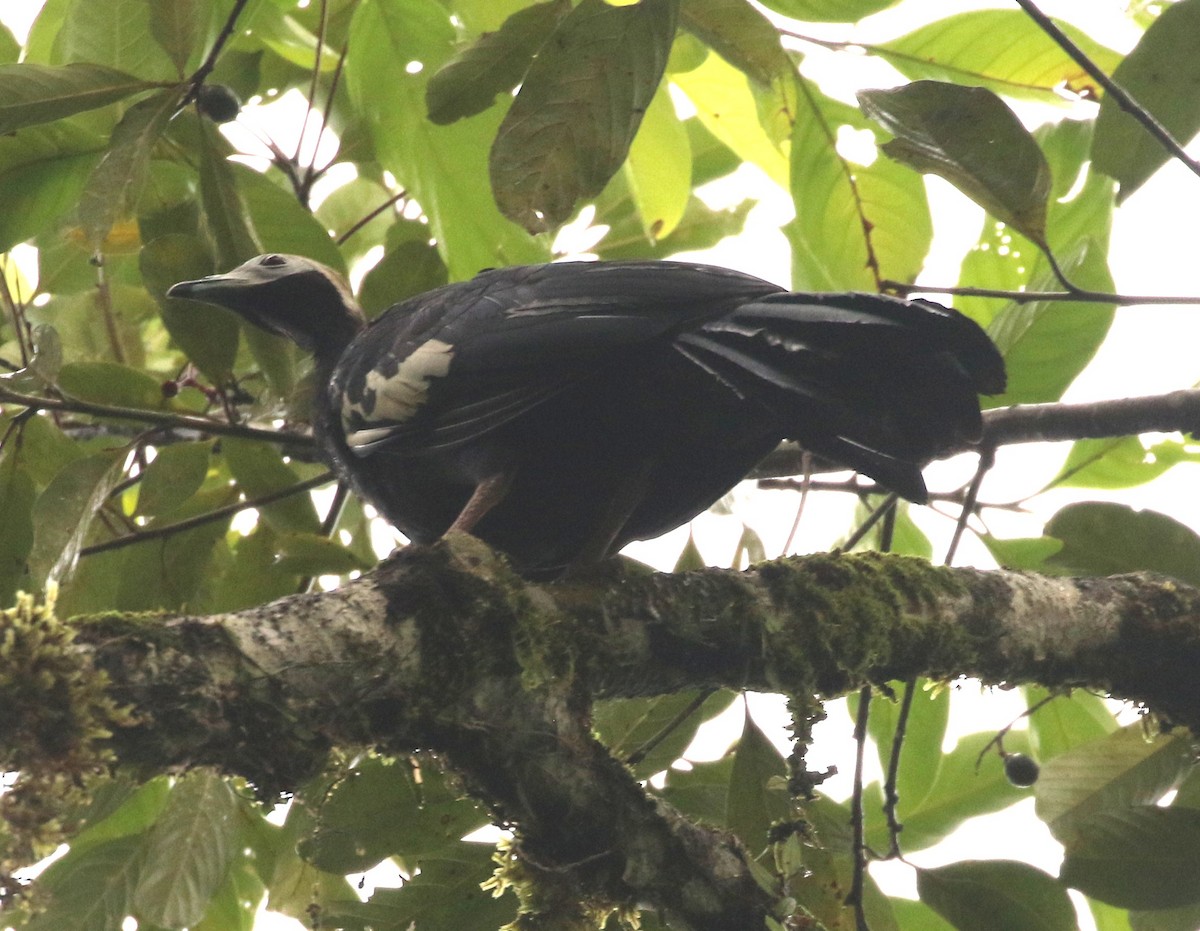 Blue-throated Piping-Guan - ML640083529