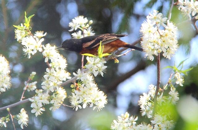 Orchard Oriole - ML640083530