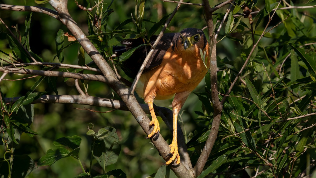 Collared Forest-Falcon - ML640083660