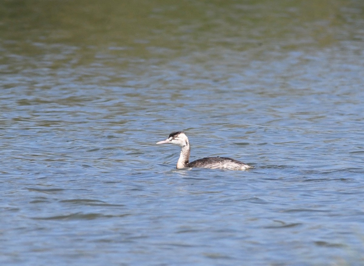 Grèbe huppé - ML640083739