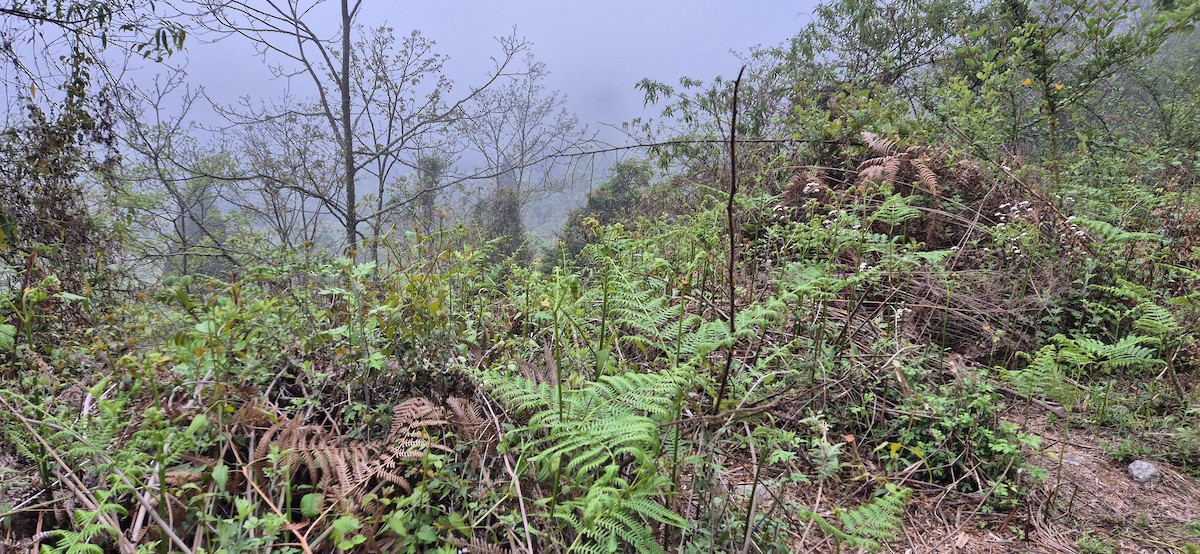 null - ML640083808
