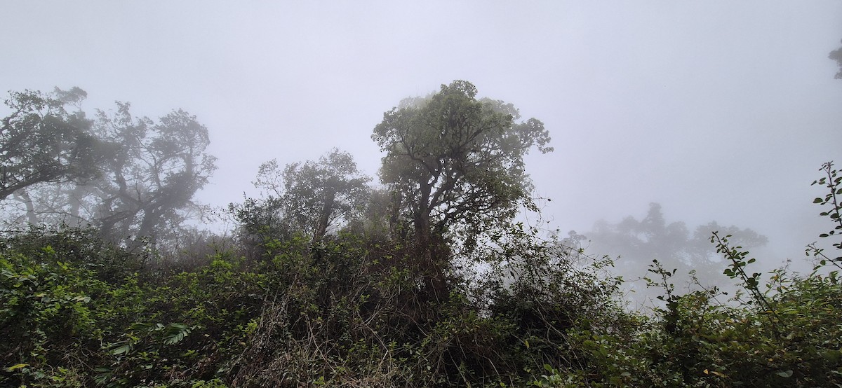 null - ML640083812