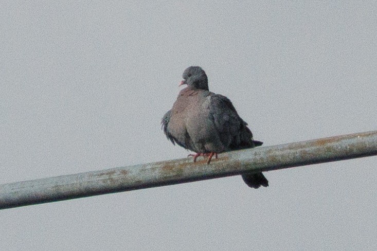 Stock Dove - ML640083824