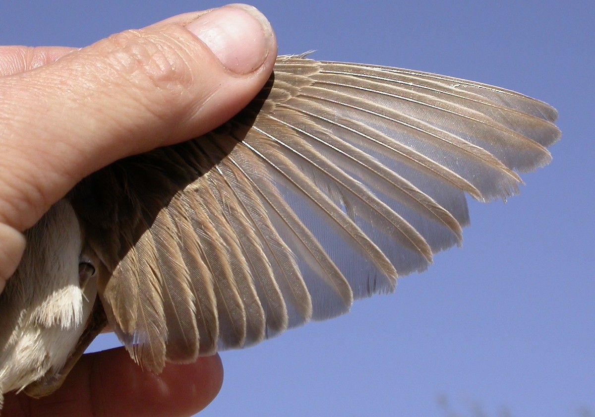 Greater Whitethroat - ML640083840