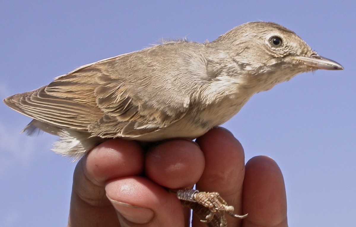 Greater Whitethroat - ML640083845