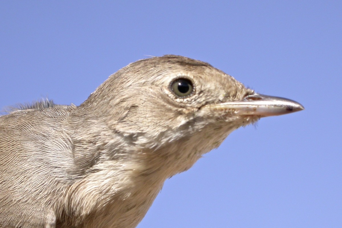 Greater Whitethroat - ML640083846