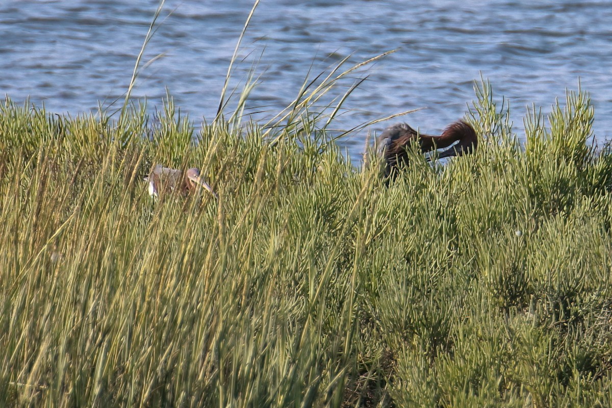 Tricolored Heron - ML640083914