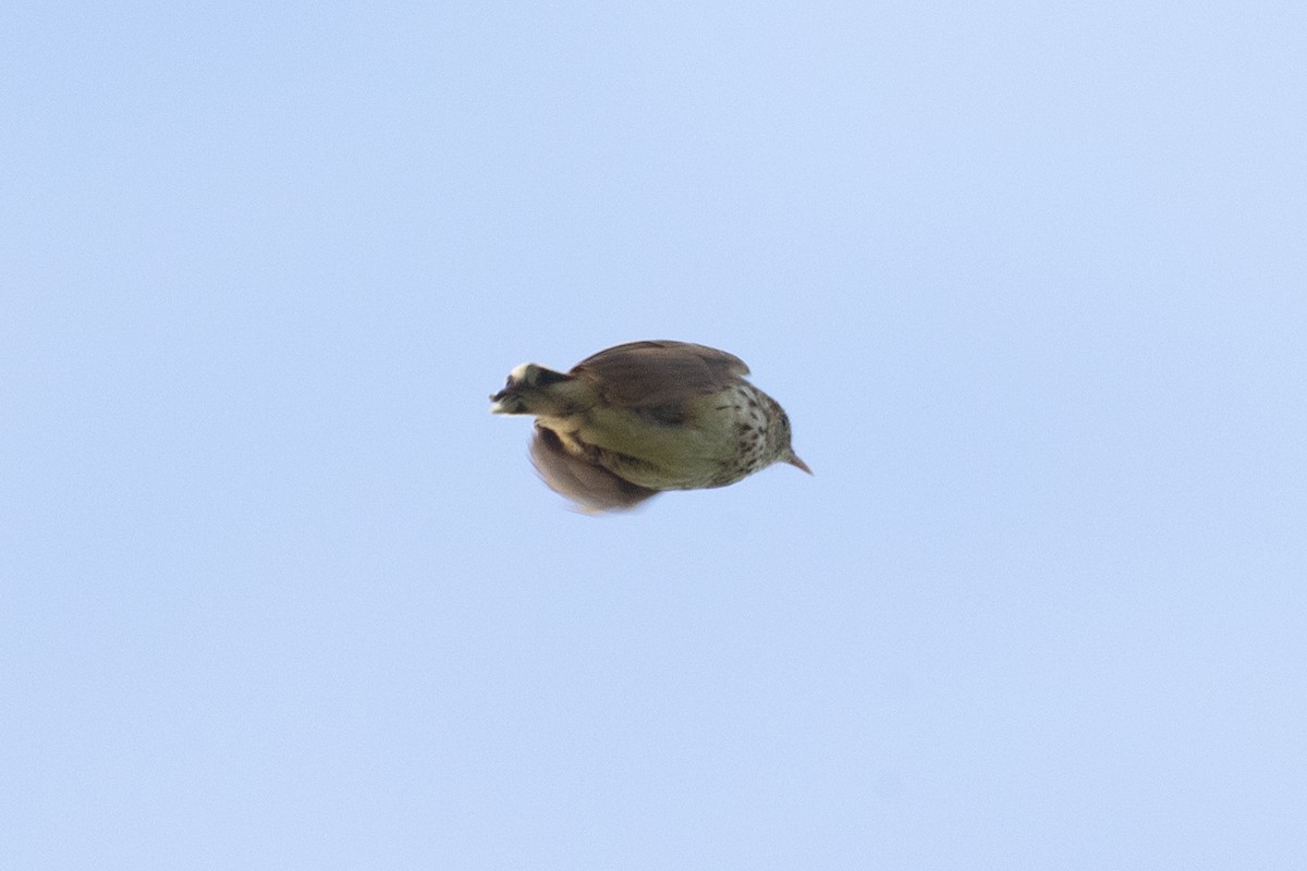 Cloud Cisticola (Cape) - ML640083921