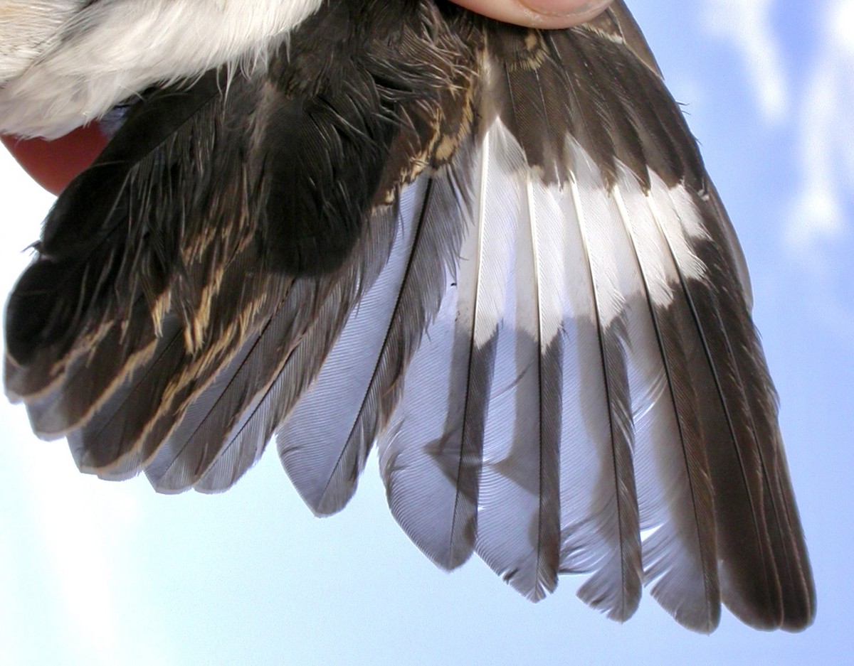 Southern Fiscal - ML640083938