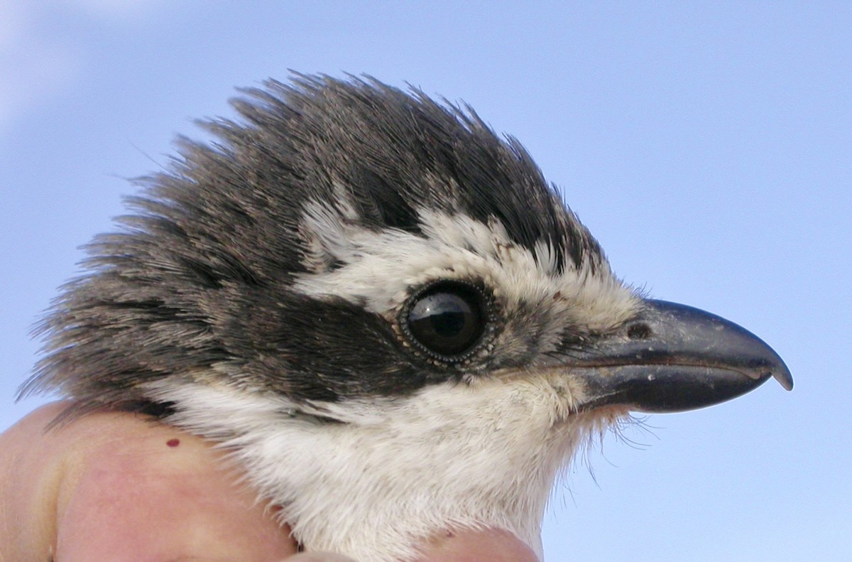 Southern Fiscal - ML640083941